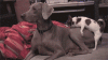 13-dogs-who-really-love-hump-day_is-it-over-yet.gif