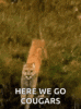 big-cats-cougar.gif