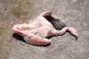 dead-flamingo-desert-46931884.jpg